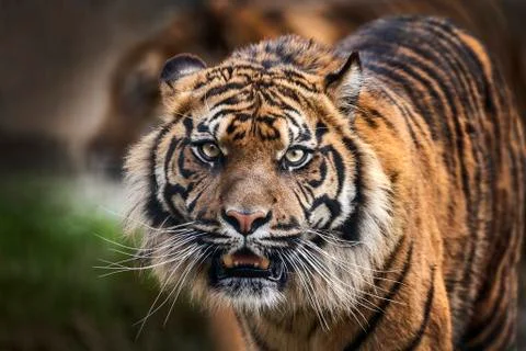 Tiger front view staring Фото