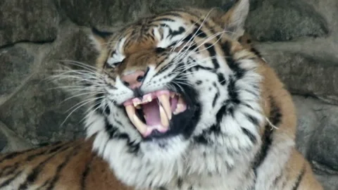 Tiger funny chewing, close up Stock-Footage 155219669