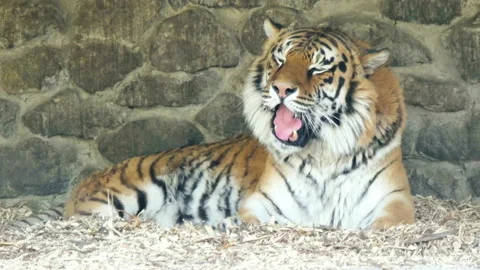 Tiger funny chewing Stock Footage 155166626