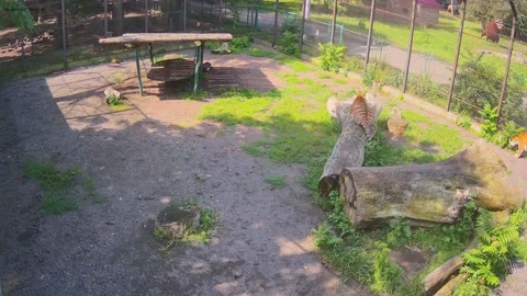 The tiger funny lay down on a log and dangled its legs Stock Footage 156074933