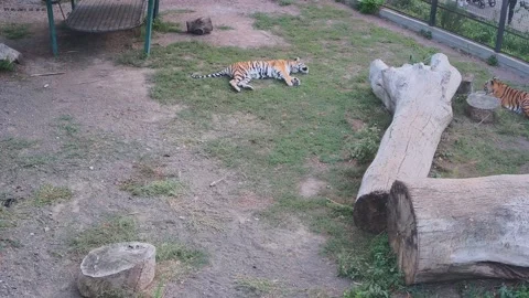 Tiger funny playing with grass in a cage Stock Footage 160419624