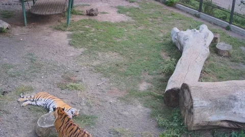Tiger is funny playing with grass in a cage Stock Footage 160419649