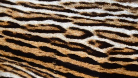 Tiger fur 3 Stock Footage 125915704