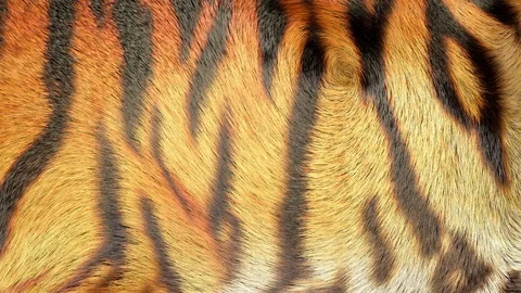 Tiger Fur Background 4K Stock Footage 129896440