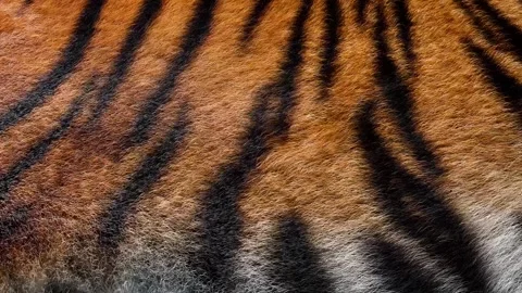 Tiger Fur Background Animation Seamless Loop Close-up 4k Video stock 315150367