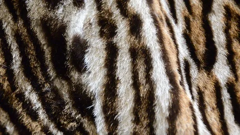 Tiger fur Stock Footage 123793153