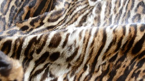 Tiger fur Stock Footage 124290803