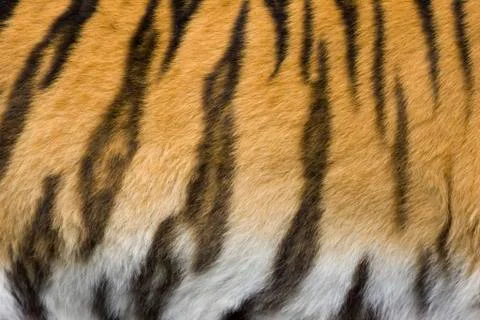 Tiger fur, pattern, siberian tiger (panthera tigris altaica), siberia, asia Stock Photos
