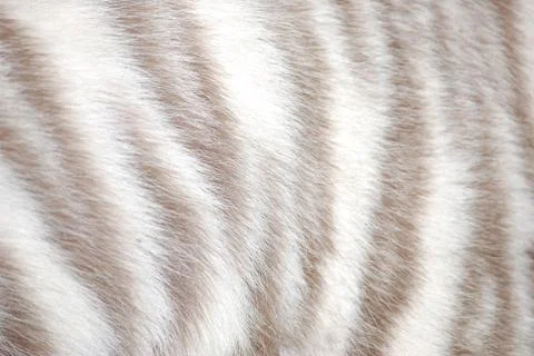 Tiger fur Foto stock
