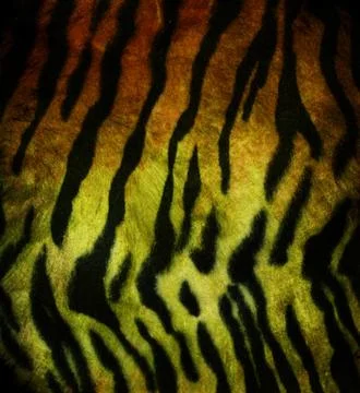 Tiger fur Stock Photos