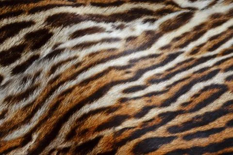 Tiger fur Stock Photos