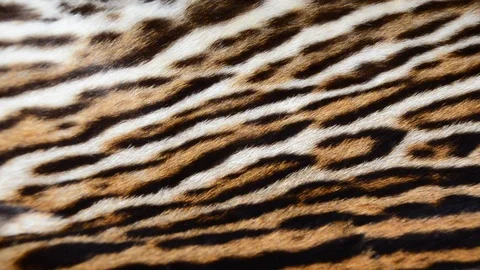 Tiger fur2 Stock Footage 125915763