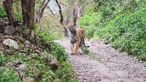 Tiger gets a closer look at a prey in Tadoba national park Stockbeeldmateriaal 333676521