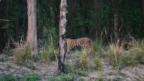 Tiger getting up and getting ready to go down the hill at Kanha national park Stock Footage 275342831