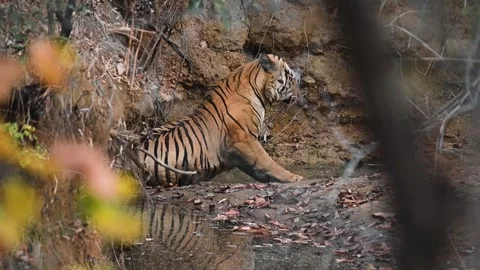 Tiger getting up and going back into the jungle in Tadoba national park Stock Footage 271627248