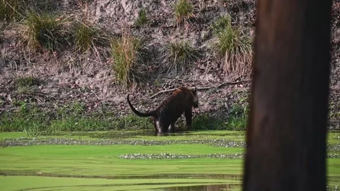 Tiger getting out of the pond after a cool rest at Kanha national park Stock Footage 275166553