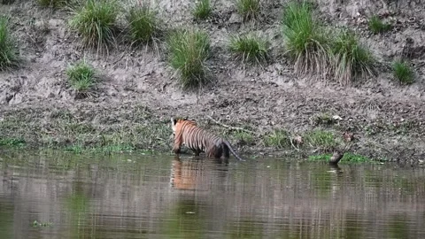  Tiger getting out of the pond elegantly in Kanha national park Stock Footage 277976203