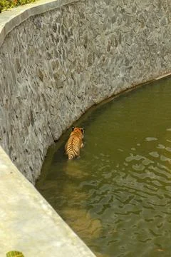 Tiger getting into the water. Stock Photos