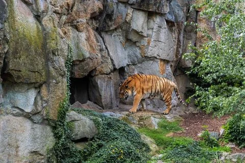 Tiger goes to the cave. Stock Photos
