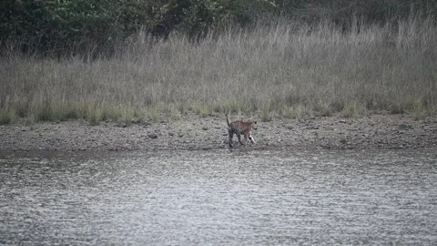  Tiger going back into the tall grass after a rest in Tadoba national park Stock Footage 272142860