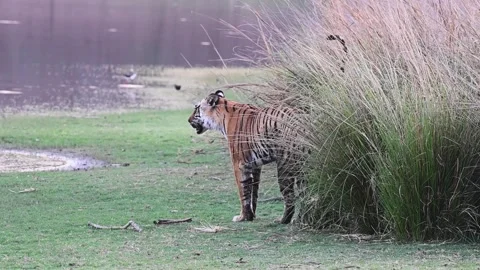 Tiger going down to sit in the water in Ranthambore national park Video stock 334555245
