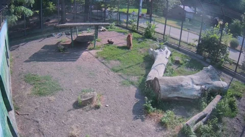 Tiger going to lay on the swing Stock Footage 157157634