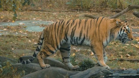 Tiger Going Out Video stock 81532322