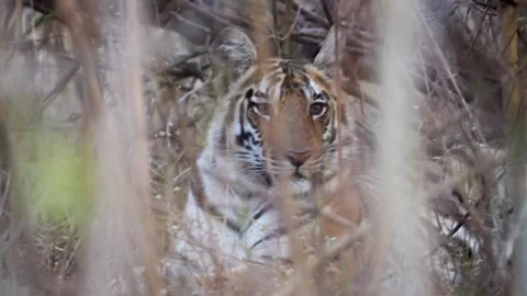 Tiger gracefully opens its eyes in Pench national park Stock Footage 304723953