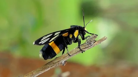 Tiger grass borer on branch. Video stock 78765150