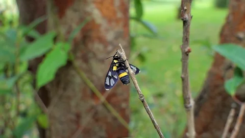 Tiger grass borer on branch. Video stock 78765541