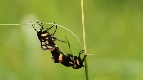 Tiger grass borer Stock Footage 39101569