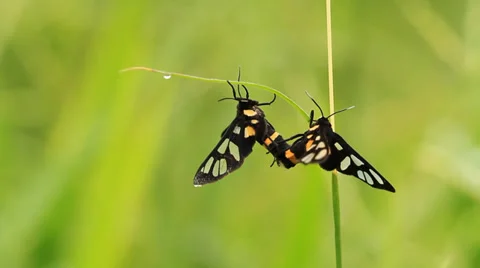 Tiger grass borers Stock Footage 39100973