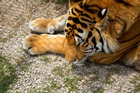 Tiger on the grass, close-up Stock Photos