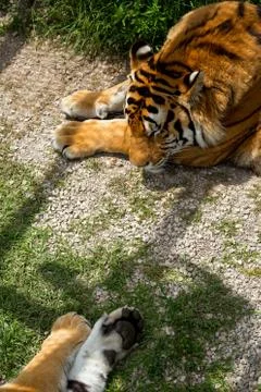 Tiger on the grass, close-up Stock Photos