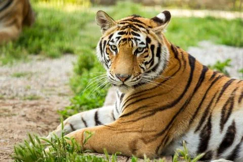 Tiger on the grass, close-up Stock Photos
