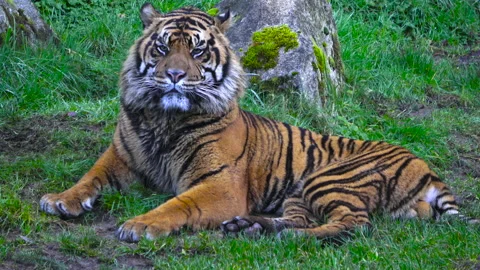 Tiger in the grass Stock-Footage 147183052