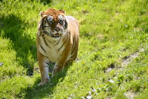Tiger on grass Stock Photos