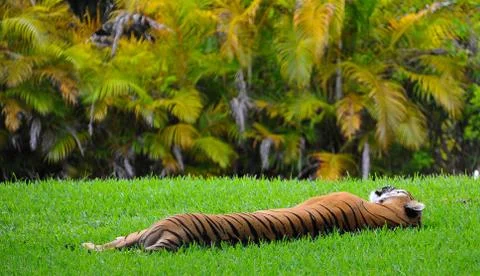 Tiger on the grass Stock Photos