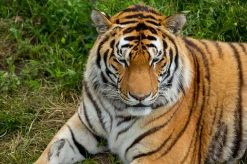Tiger on the grass Stock Photos