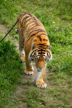 Tiger on the grass Foto stock