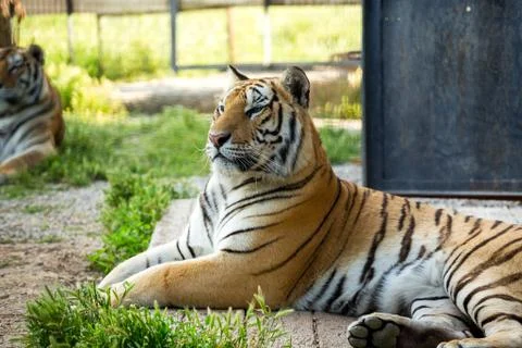 Tiger on the grass Stock Photos