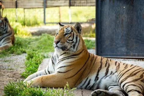 Tiger on the grass Stock Photos