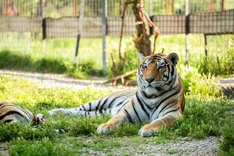 Tiger on the grass Stock Photos