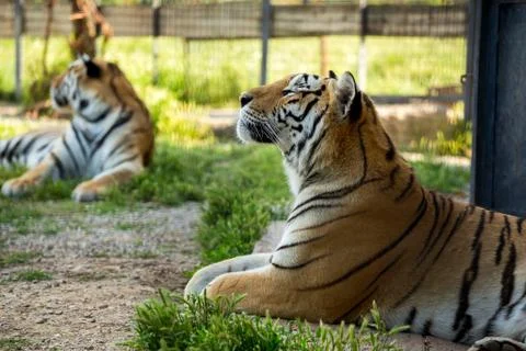 Tiger on the grass Stock Photos