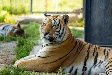 Tiger on the grass Stock Photos