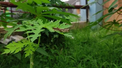 Tiger grasshopper on papaya leaf, waiting for the rain Stock Footage 213210018