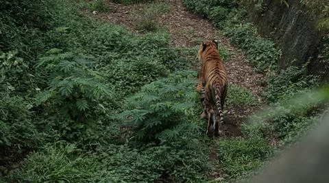 Tiger in the Greenery Stock Photos