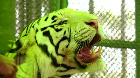 Tiger, grin, discontent. Stock Footage 48561333