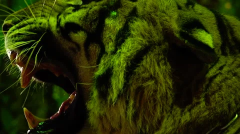 Tiger. Grin. The Grudge. Stock Footage 48561896