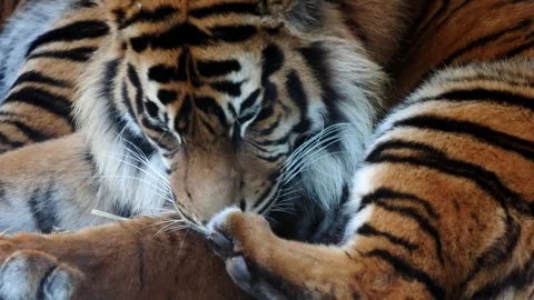Tiger grooming its paw with its tongue while resting on a bed of straw Stock Footage 331157575